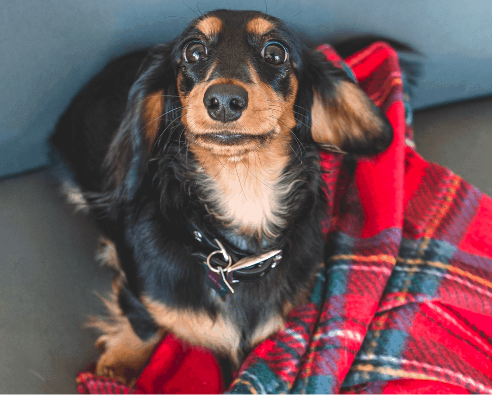 10 month old dachshund Puppy