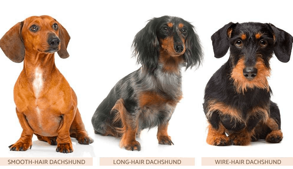 3 Types of Dachshund