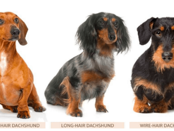 3 Types of Dachshund