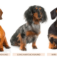3 Types of Dachshund