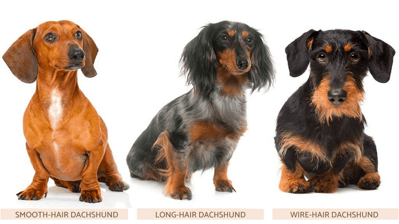 The Dachshund Breed Profile – A Curious, Energetic, Mischievous, Stubborn, Yet Loveable Dog