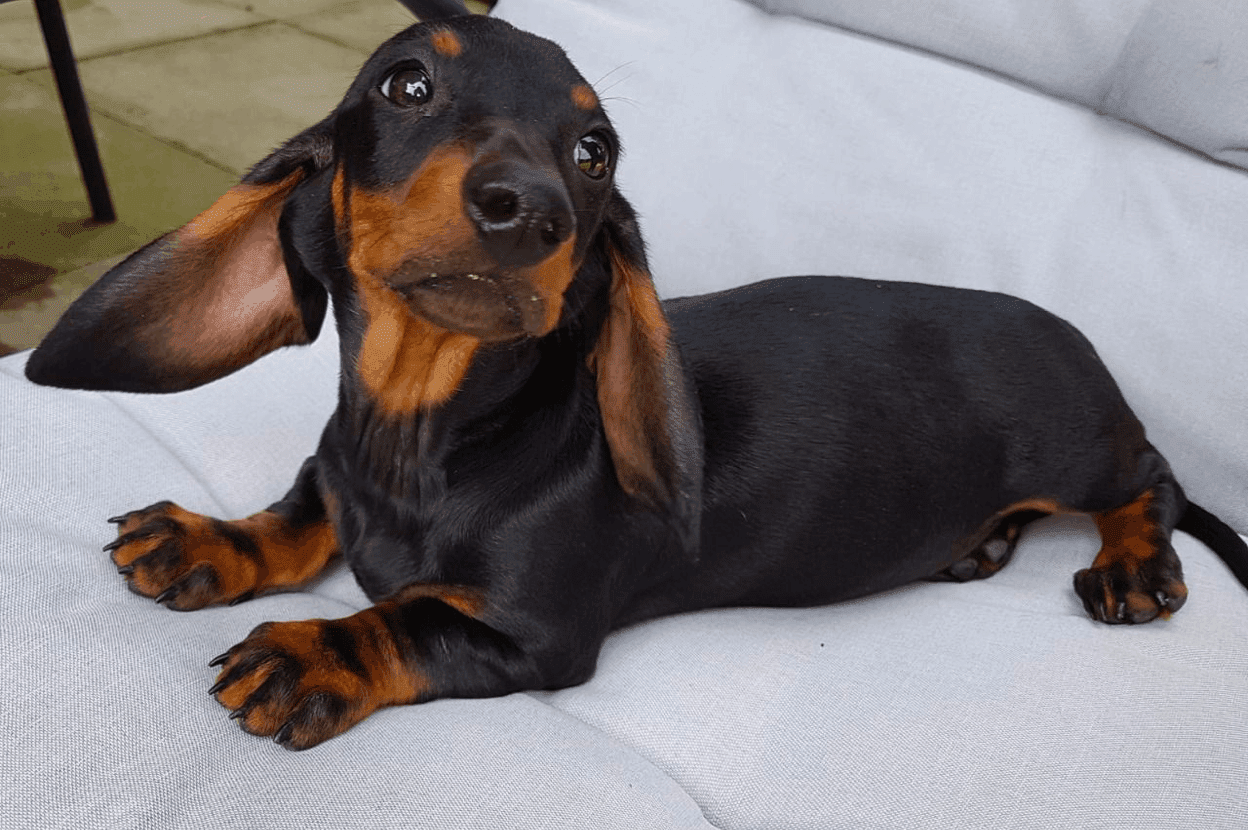 5 months old dachshund puppy