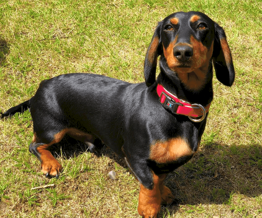 8 months old dachshund puppy
