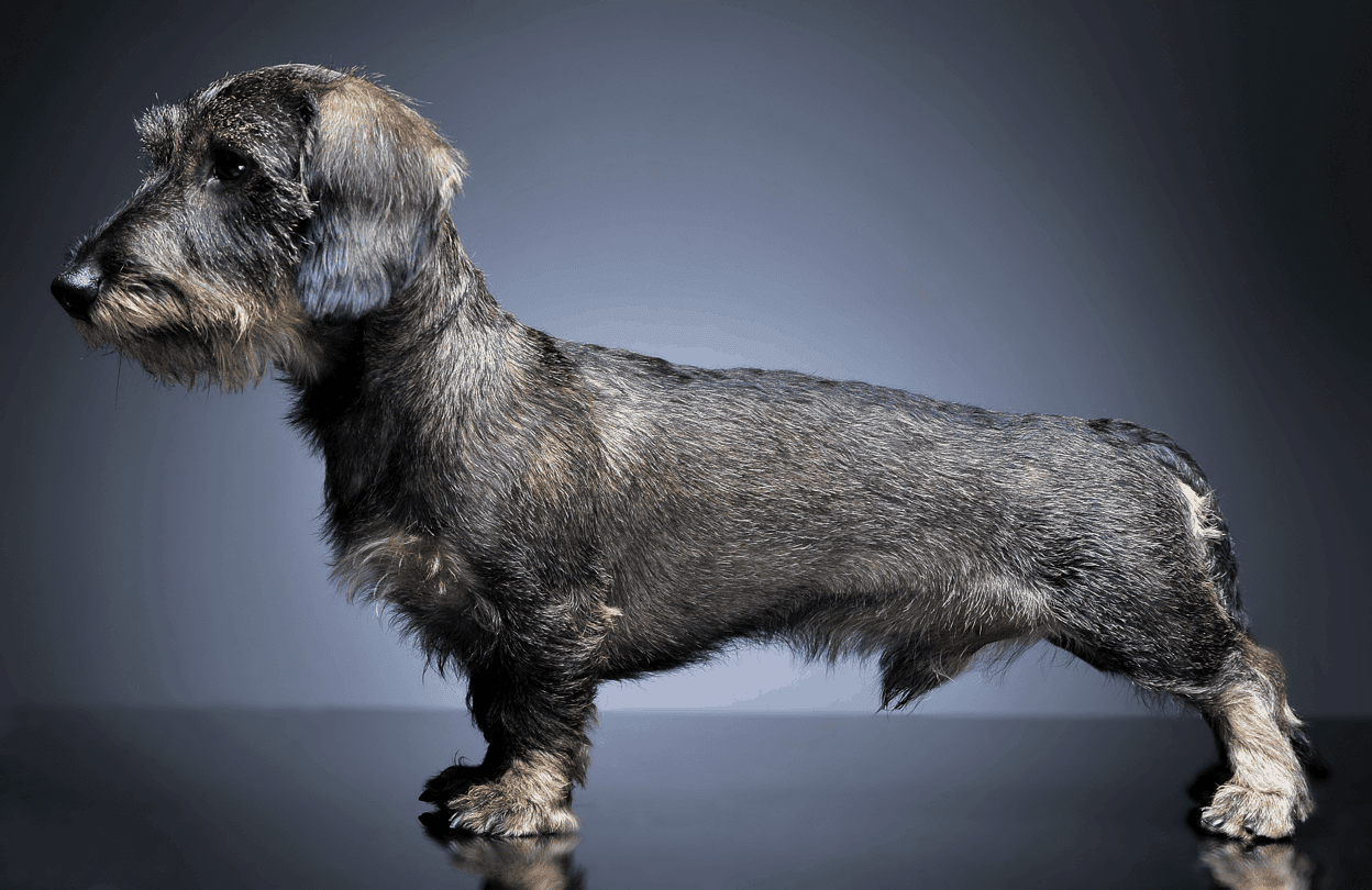 Appearance Wire-haired Dachshund