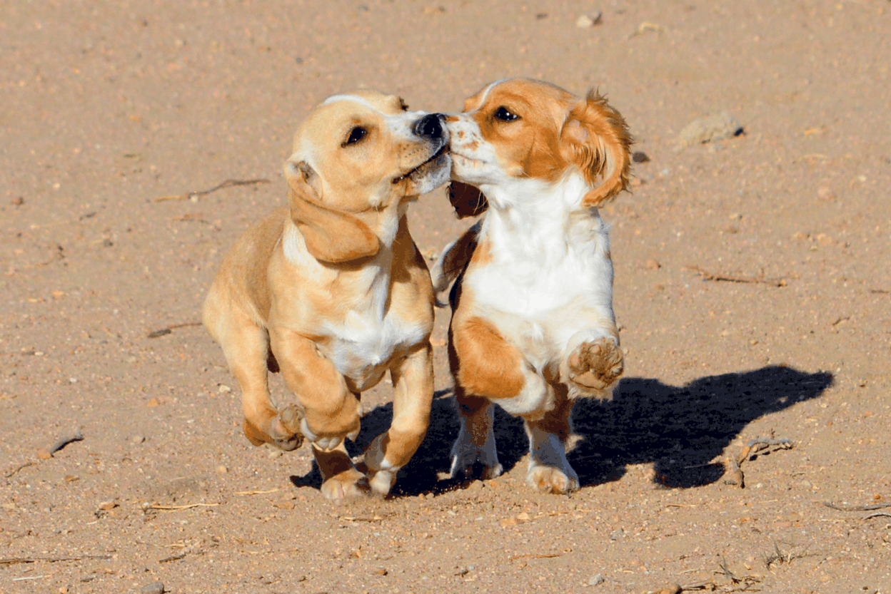 Are Dachshunds jealous dogs