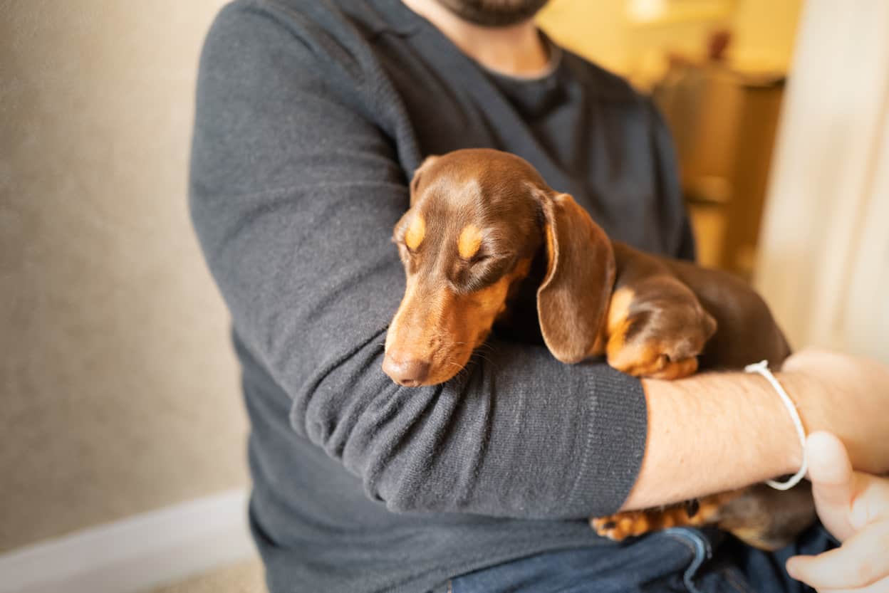 Are you a Dachshund person?