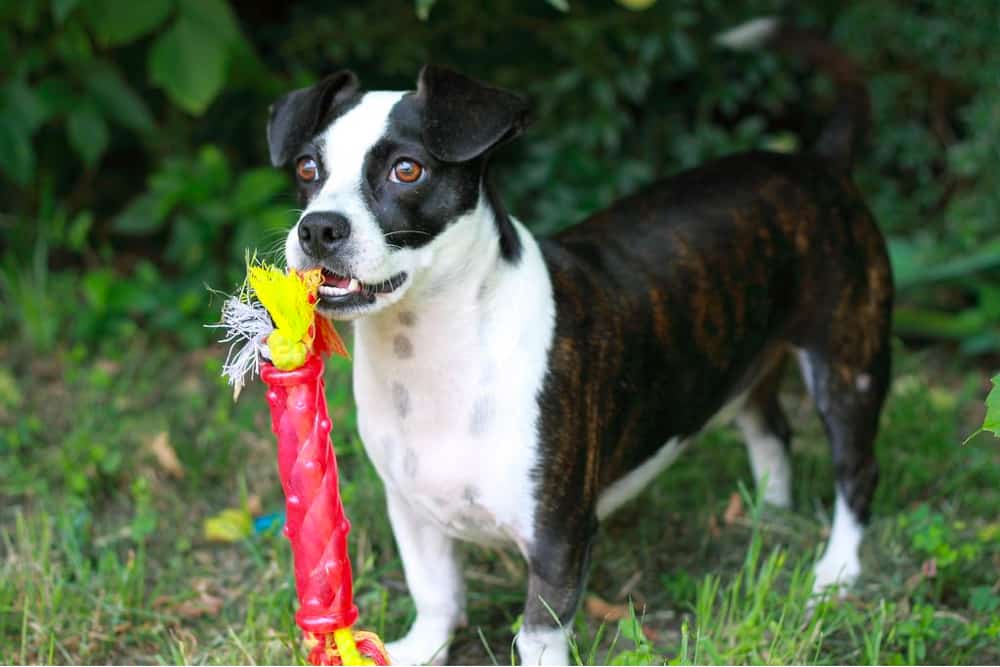 Boston Terrier-Dachshund Mix