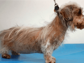 Cushing Syndrome (Hyperadrenocorticism)