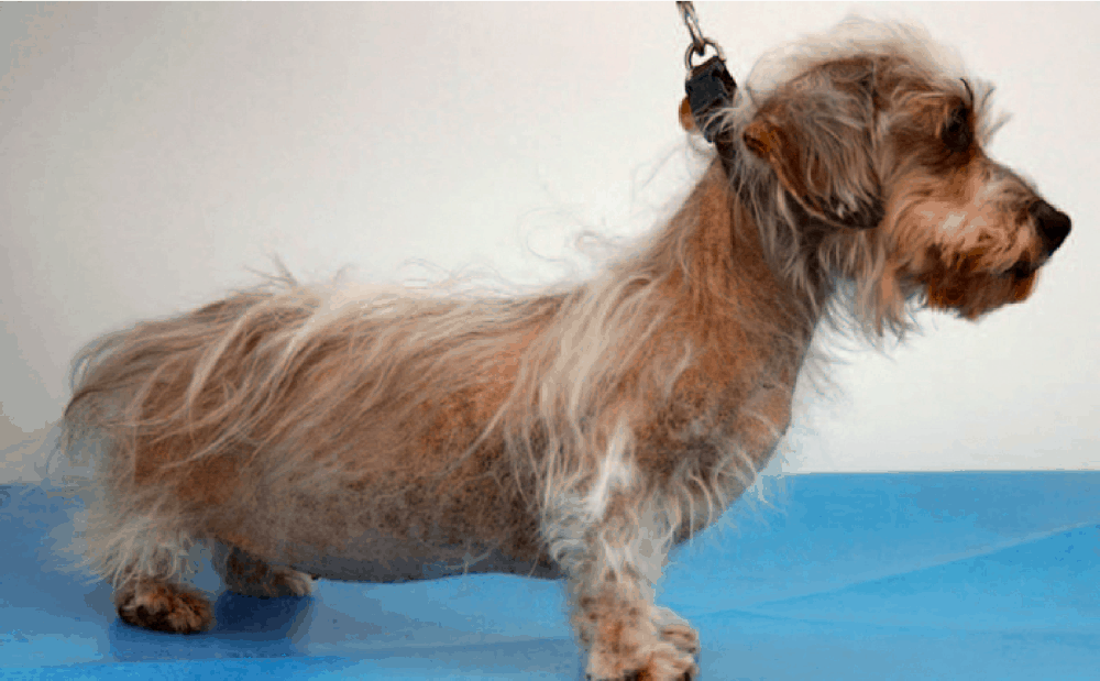Top 22+ Common Diseases in Dachshunds: Symptoms, Treatments, and Prevention