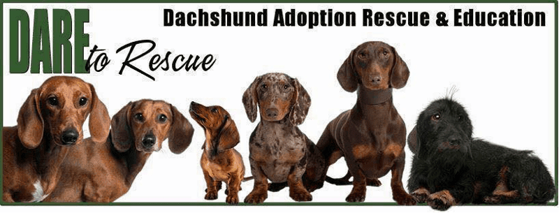 Dachshund Adoption Rescue and Education