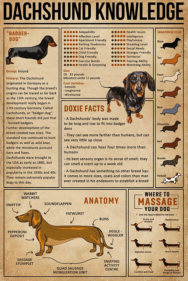 Dachshund Basic Knowledge