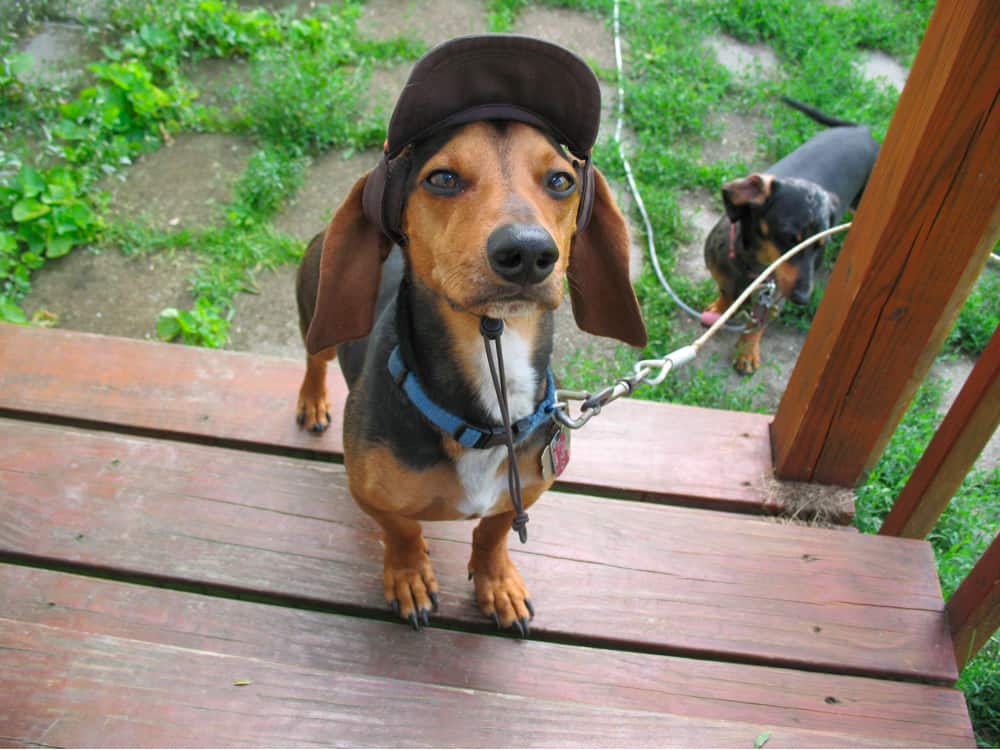 Dachshund Beagle Mix