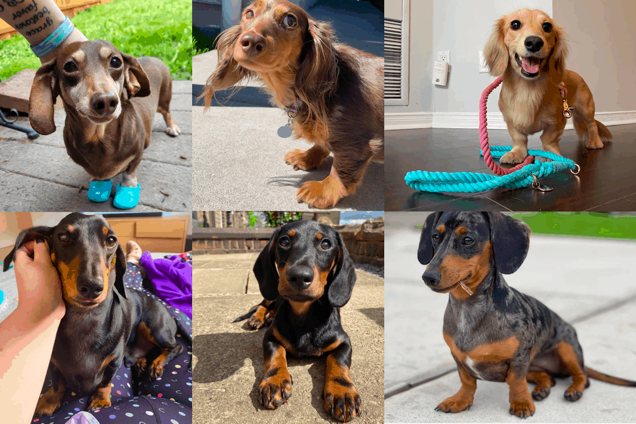 Dachshund Breeds