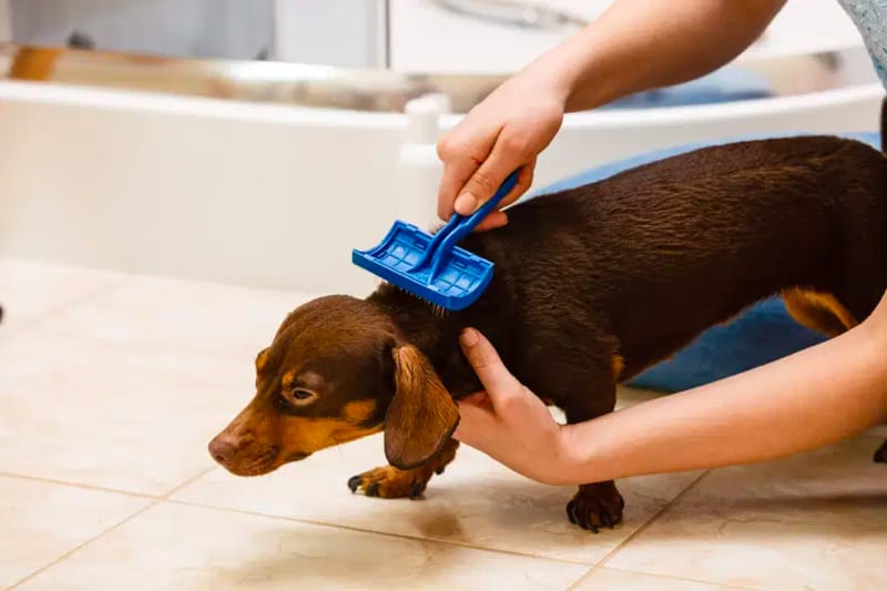 Dachshund Brushing