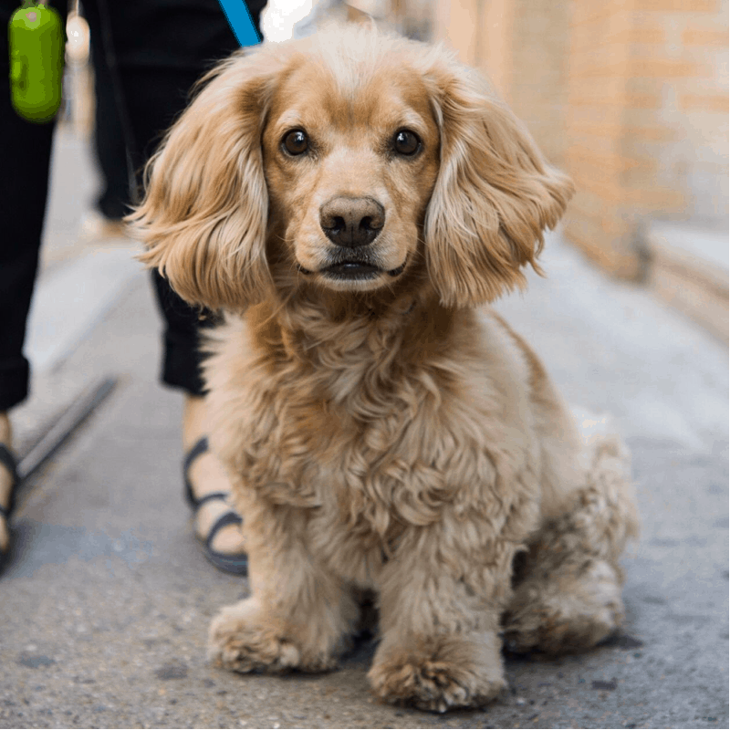 Dachshund Cocker Spaniel Mix