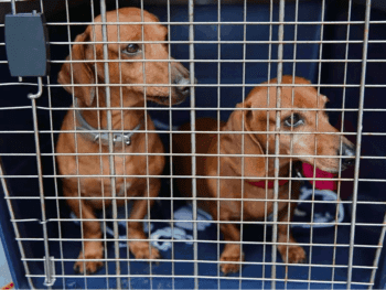 Dachshund Crate Training