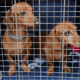 Dachshund Crate Training