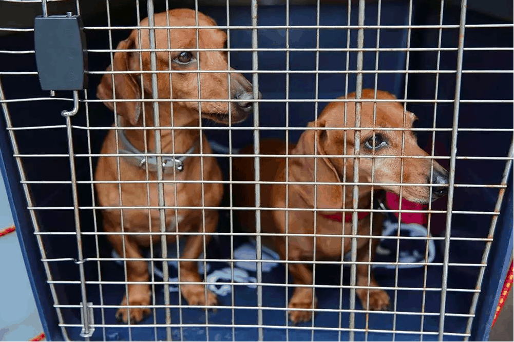 Dachshund Crate Training