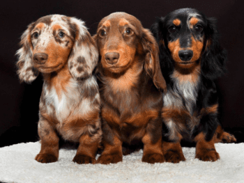 Dachshund Dog Breed