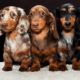 Dachshund Dog Breed