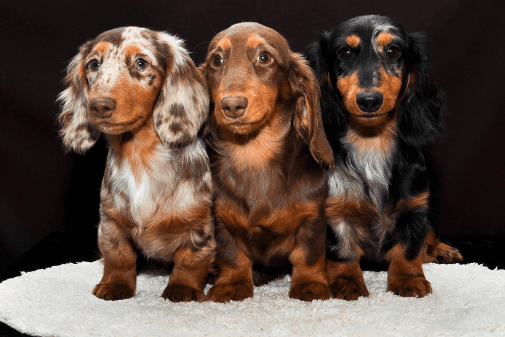 Dachshund Dog Breed