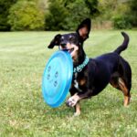 What Are Some Exercises to Strengthen Dachshund’s Back
