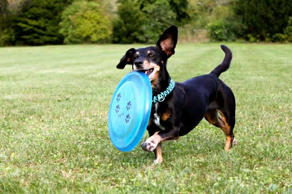 Dachshund Exercise Needs