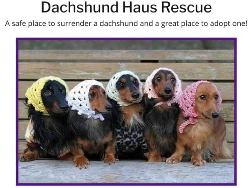 Dachshund Haus Rescue