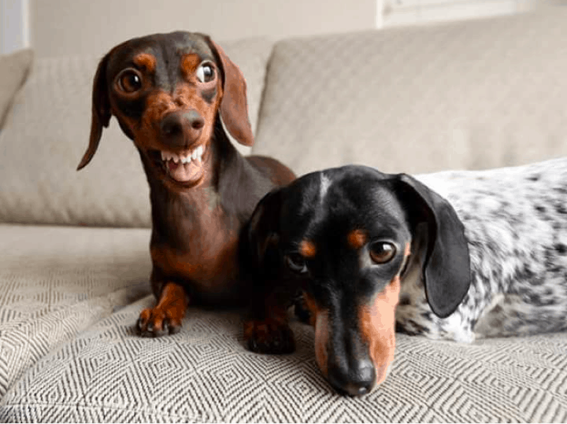 Dachshund Health