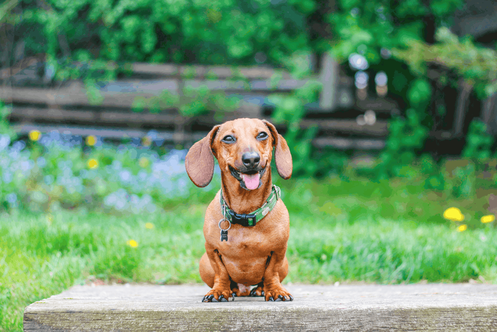 Housebreaking a Dachshund Basic Tips And Techniques