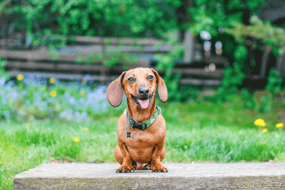 Dachshund Housebreaking