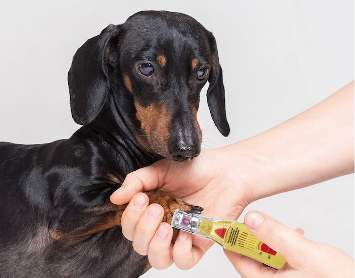Trim Your Dachshund’s Nails