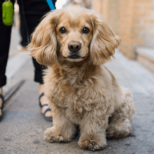 Dachshund Poodle Mix