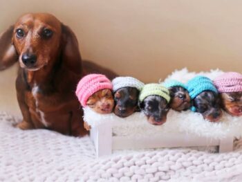 Dachshund Puppies