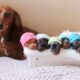 Dachshund Puppies
