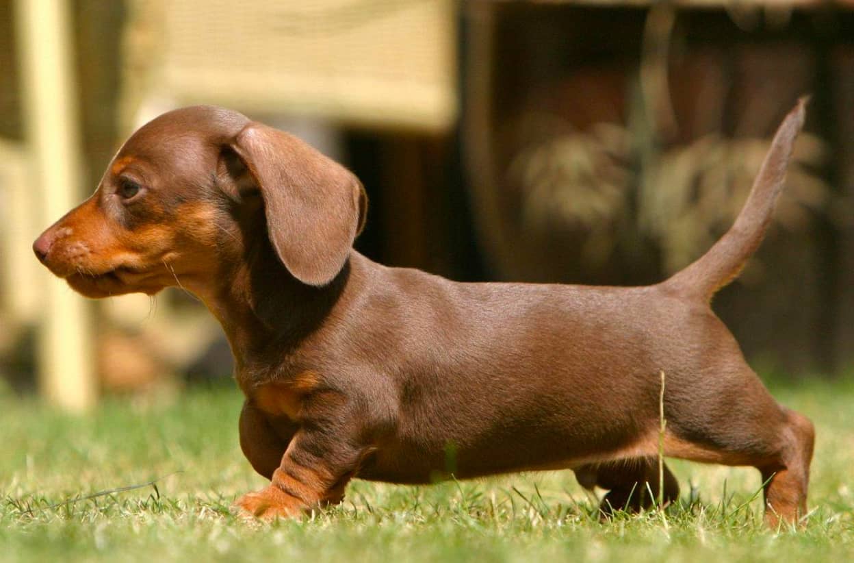 Dachshund Puppy Appearance