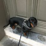 Dachshund Puppy Leash Training