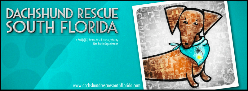 Dachshund Rescue South Florida