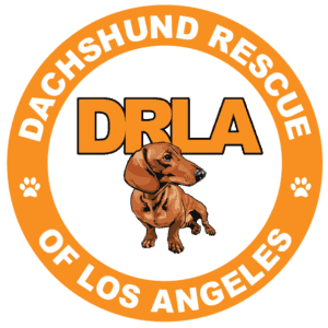 Dachshund Rescue of Los Angeles