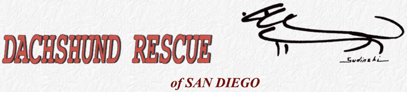 Dachshund Rescue of San Diego