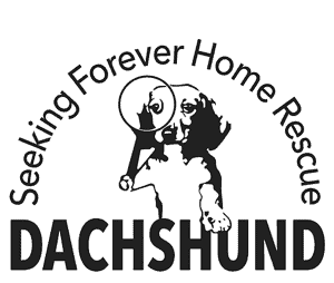 Dachshund Seeking Forever Home Rescue