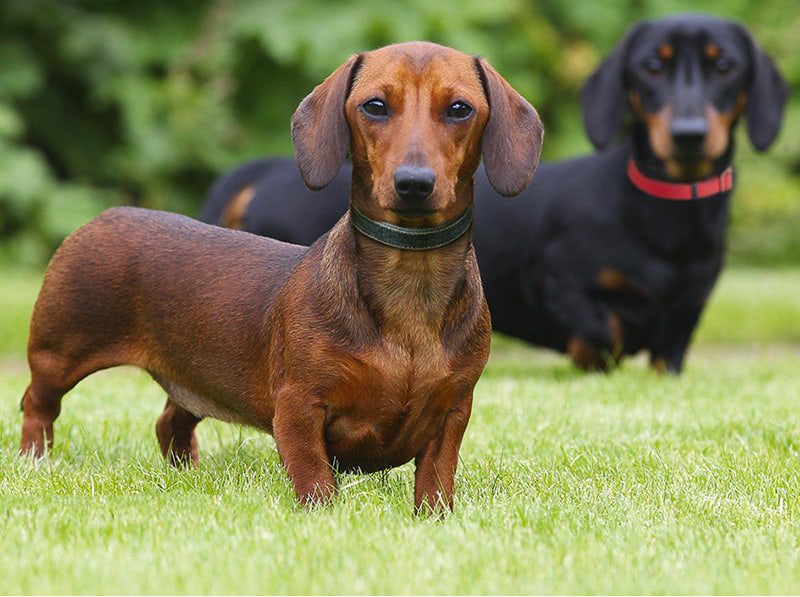 Dachshunds