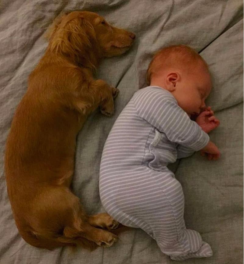 Dachshund is great for Kid