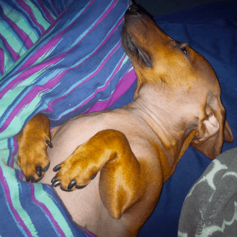 Top 12 Common Skin Problems on Dachshunds [With Pictures]