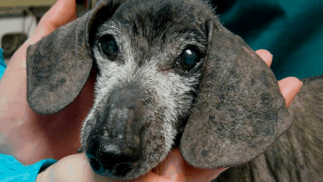 Demodectic Mange in dachshund