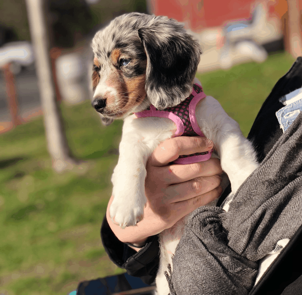 Do Dachshunds like to be held