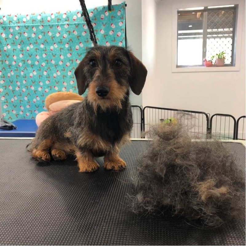 Do Wire-haired dachshunds shed a lot?