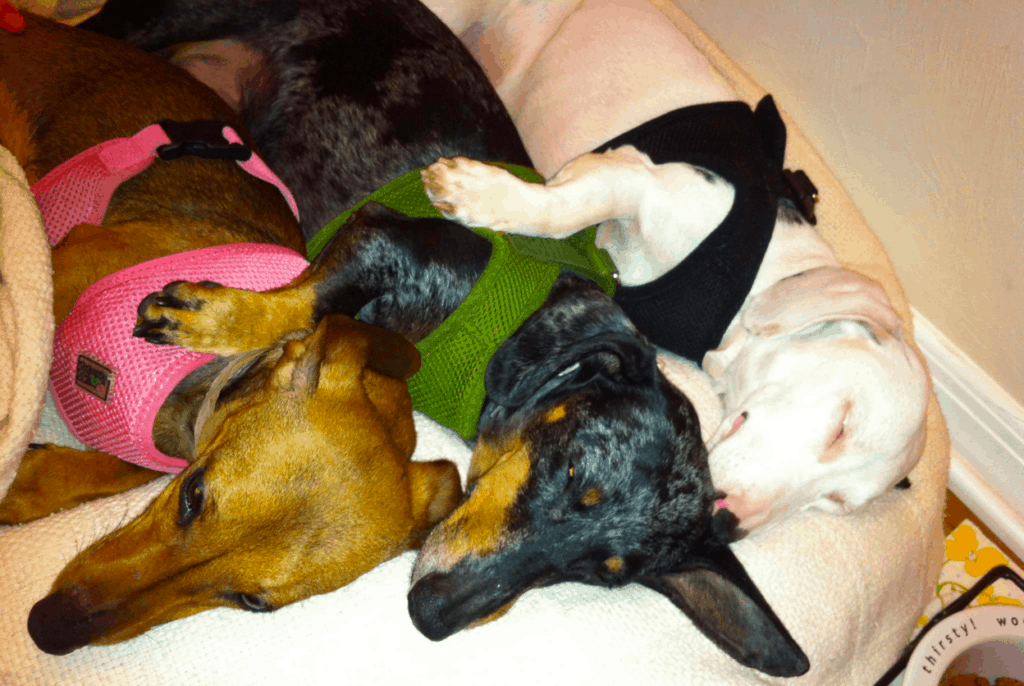 Top 73+ Dachshund Rescue Organizations in USA