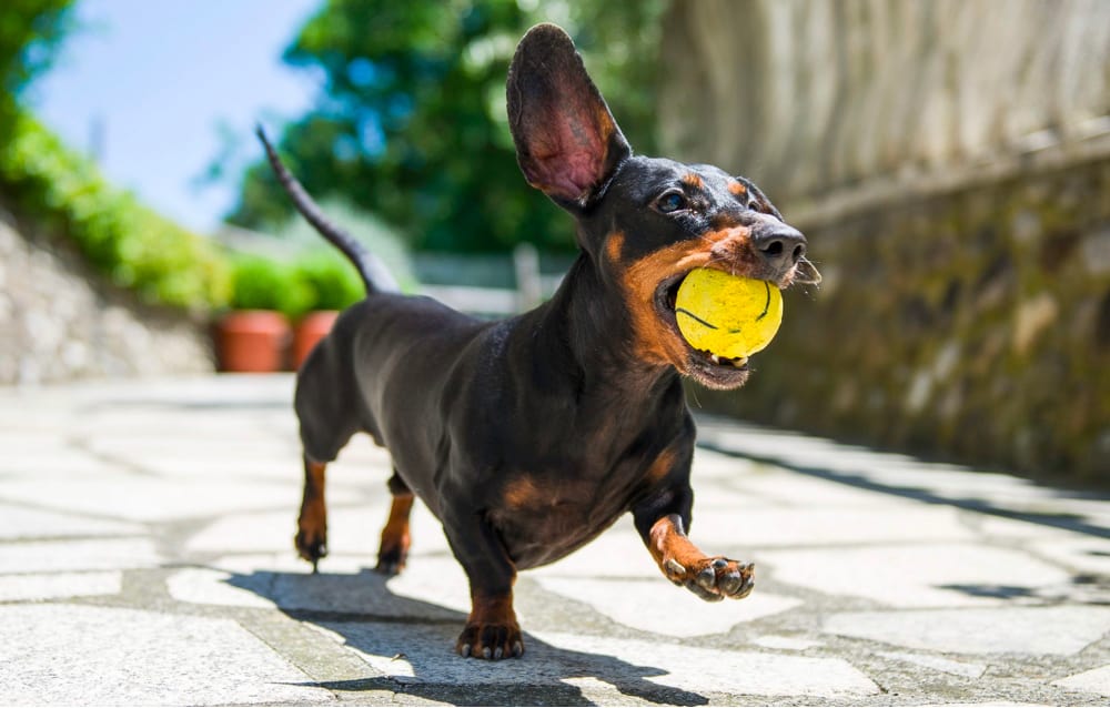 Dachshund playing toys