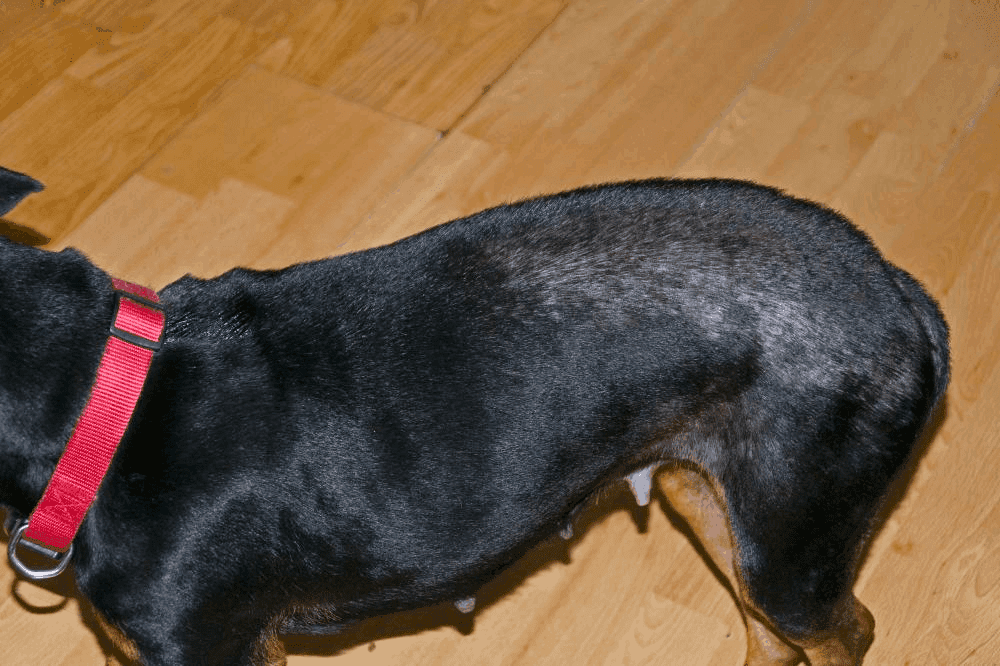Dachshund Flea Allergy Dermatitis